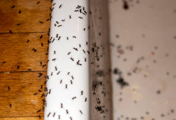 Best Residential Pest Control  in Glen Rock, NJ